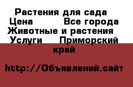 Растения для сада › Цена ­ 200 - Все города Животные и растения » Услуги   . Приморский край